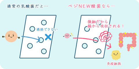 菌活ベジNEW酸菌は微細なので<br />腸から吸収され、免疫バランスを整えます